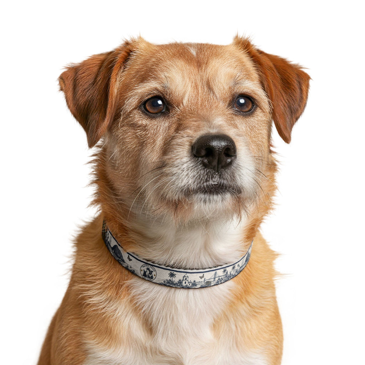 Toile Clip-On Pet Collar | Pacific Coast Pet Club | Pacific Coast Edition